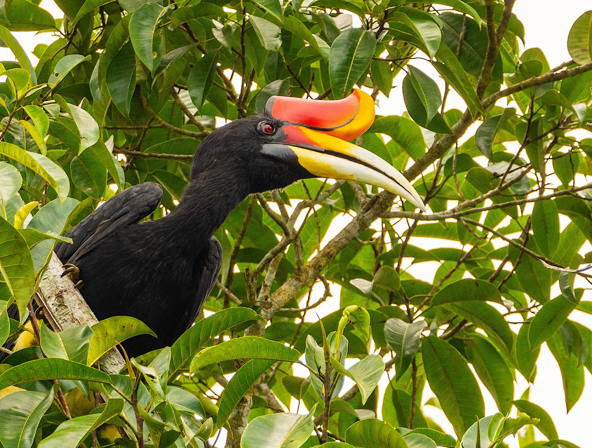 Borneo 2019